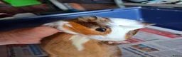 Guinea Pig rodents for sale: Mixed Breed Male Guinea Pig - Advert 6