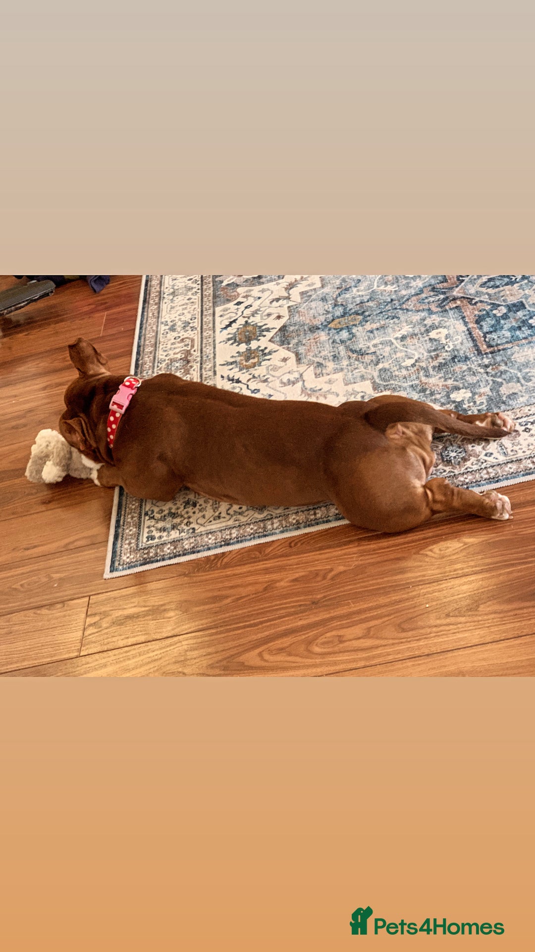Mixed Breed dogs for sale: Stunning female pocket bully age 3 - Image 5