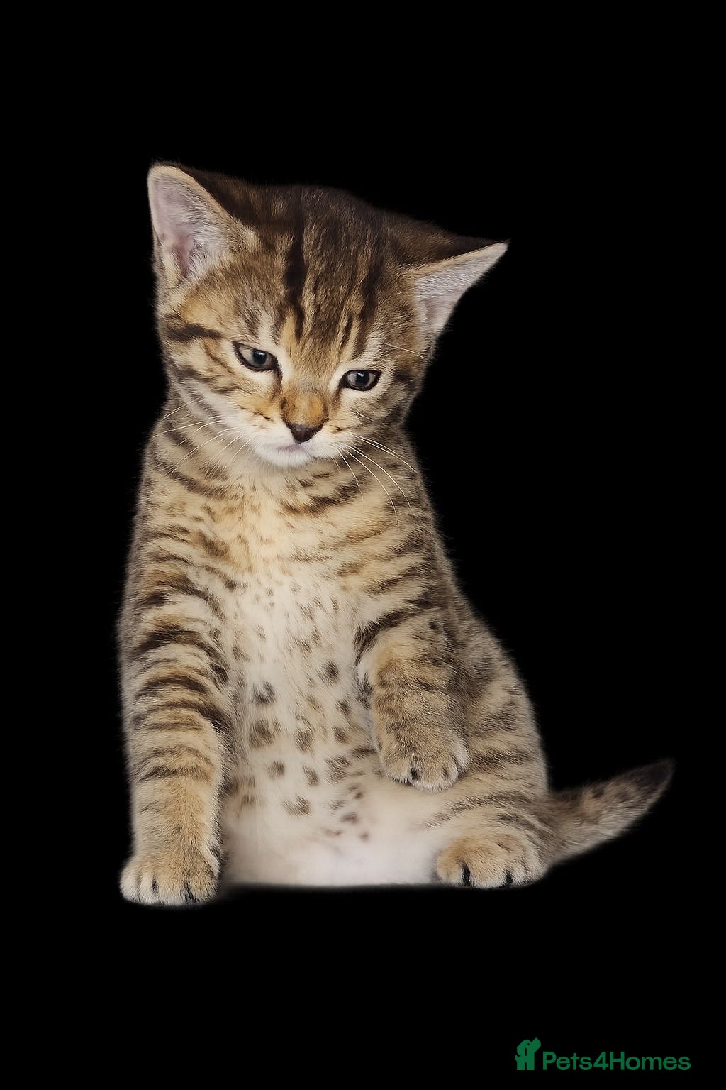 Mixed Breed cats kitten  - Advert 16
