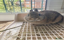 Netherland Dwarf rabbits for sale: Beautiful pure Netherland drawf baby bunnies  - Advert 10