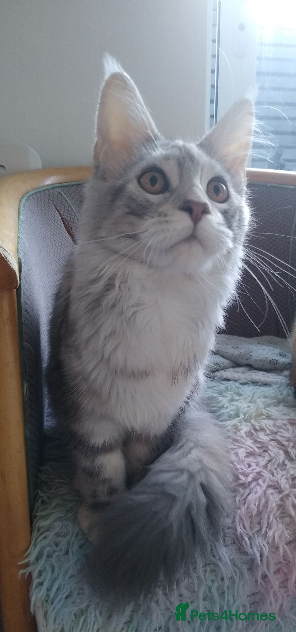 Maine Coon cats Beautiful Maine Coon girl TICA REG - Advert 2