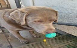 Labrador Retriever dogs for sale: Beautiful Foggy  - Image 4