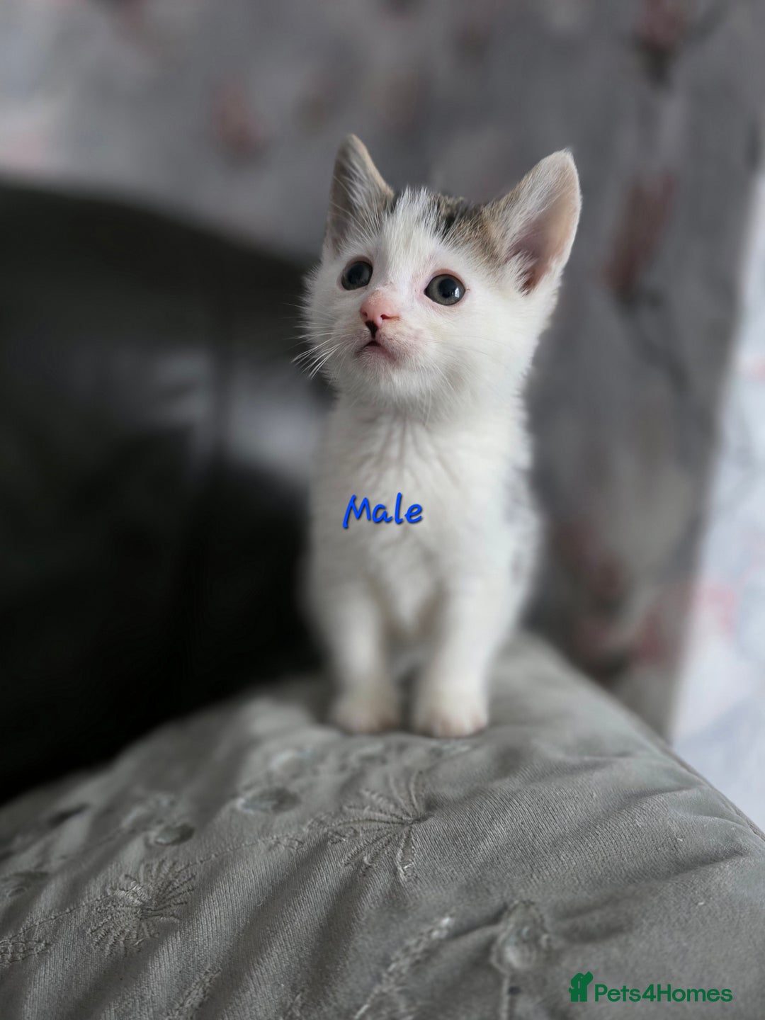 Mixed Breed cats for sale: Lovely kittens - Advert 4