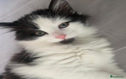 American Shorthair cats for sale: American short hair kitten - Image 1