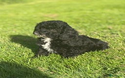 Cavapoo dogs for sale: Beautiful cavapoochon puppies  - Image 7