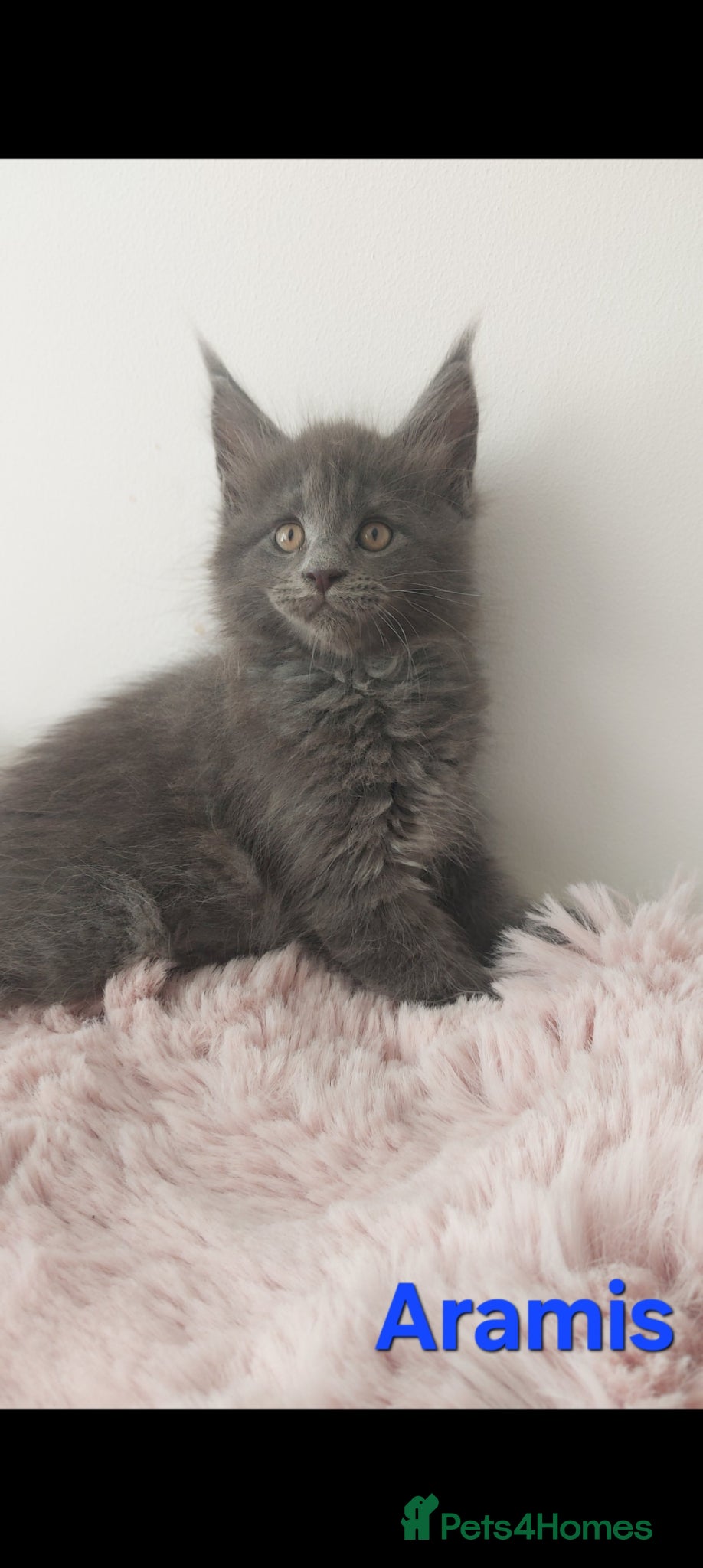 Maine Coon cats 👻😻 TICA REGISTERED Maine coon for sale👻😻 - Advert 2