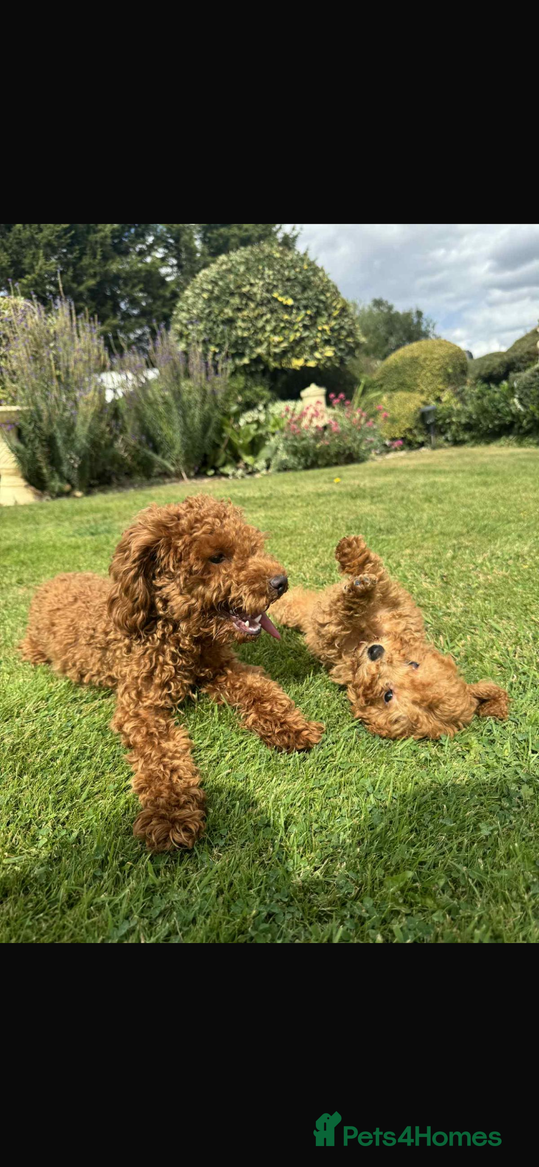 Toy Poodle dogs for sale: Female toy poodle puppy for sale - Image 4