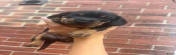 Miniature Dachshund dogs for sale: Miniature Dachshunds  - Advert 3