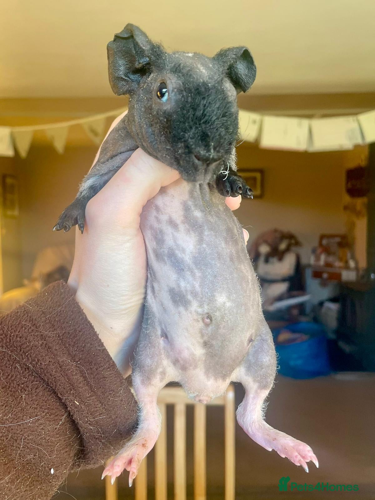 Guinea Pig rodents Skinny pig boar - Advert 1