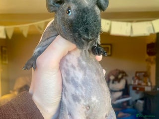 Guinea Pig rodents Skinny pig boar - Advert 1