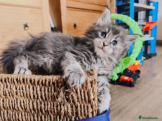 Maine Coon cats 1 girl left - Maine coon kittens DNA health tested - Advert 1