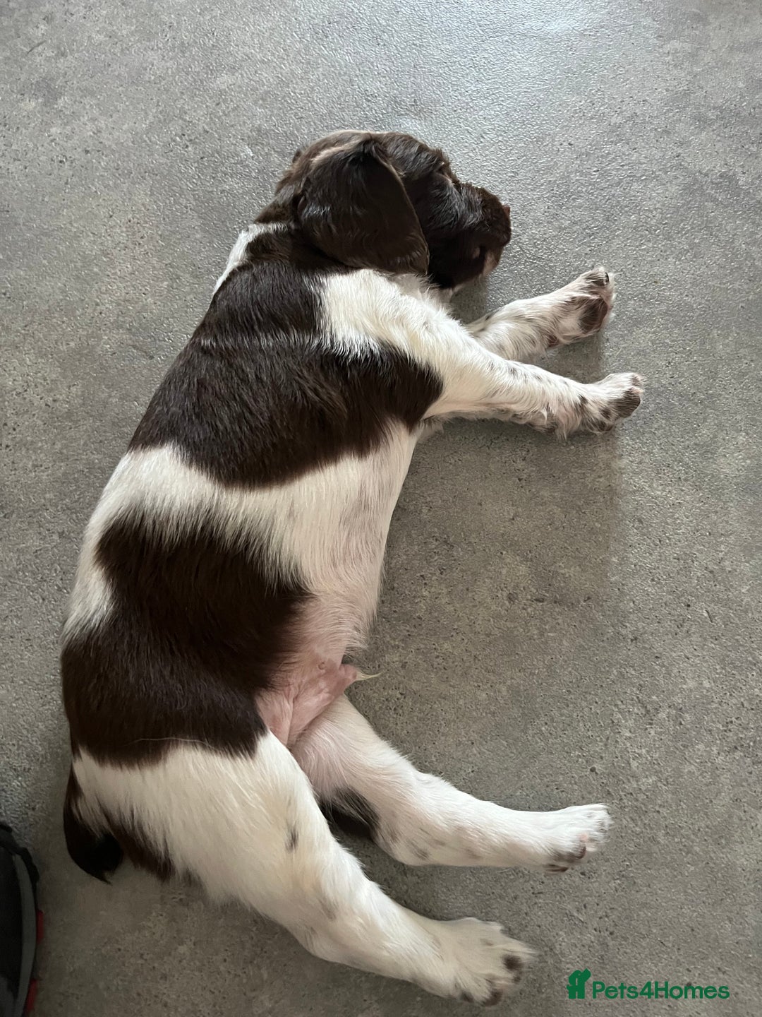 English Springer Spaniel dogs for sale: KC English springer spaniel puppies  - Image 11