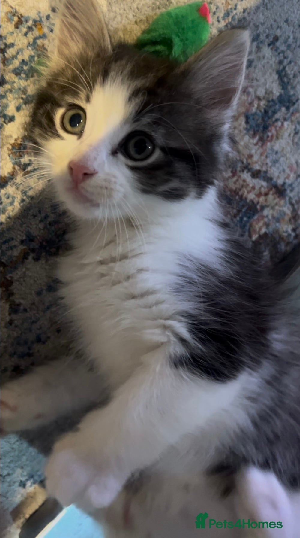 British Shorthair cats Meet Minnie 🧸🎀 - Advert 1