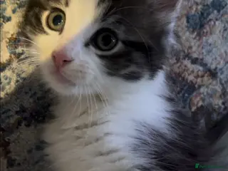 British Shorthair cats Meet Minnie 🧸🎀 - Advert 1