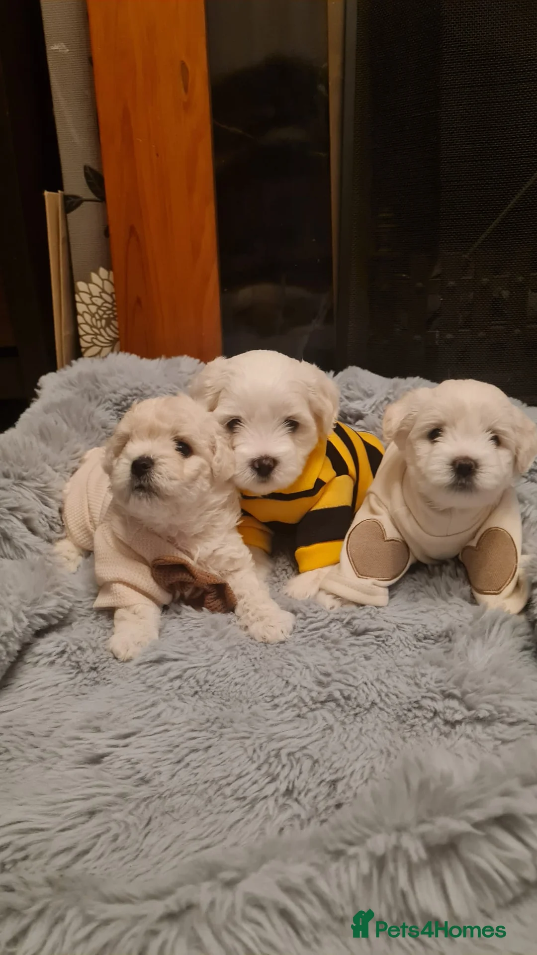 Maltipoo dogs for stud: Only for stud - Advert 2