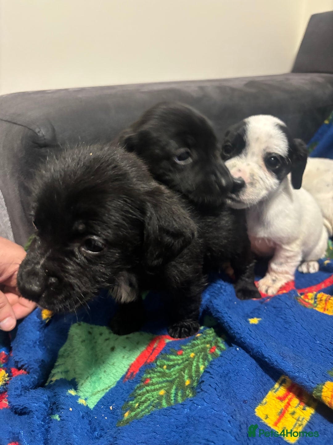 Mixed Breed dogs for sale: Cocker spaniel cross jack russel  - Advert 4