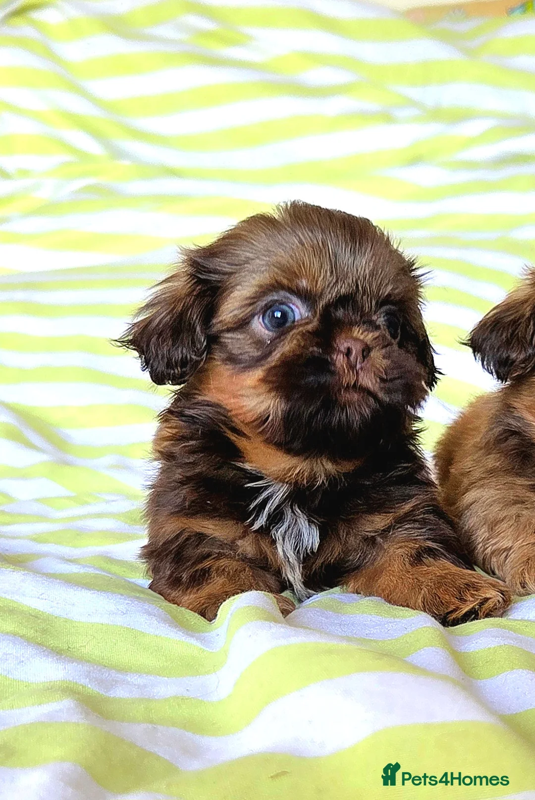 Shih Tzu dogs for sale: KC Registered Chocolate Imperial Shih Tzu Puppies - Advert 14