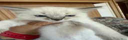 Ragdoll cats for sale: Ragdoll kittens for sale in Swindon - Advert 7