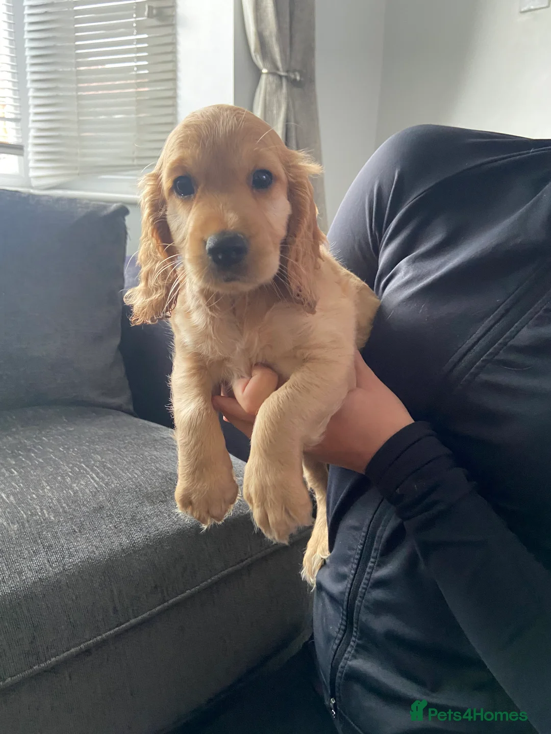 Cocker Spaniel dogs for sale: Cocker spaniel puppies  in York - Advert 16