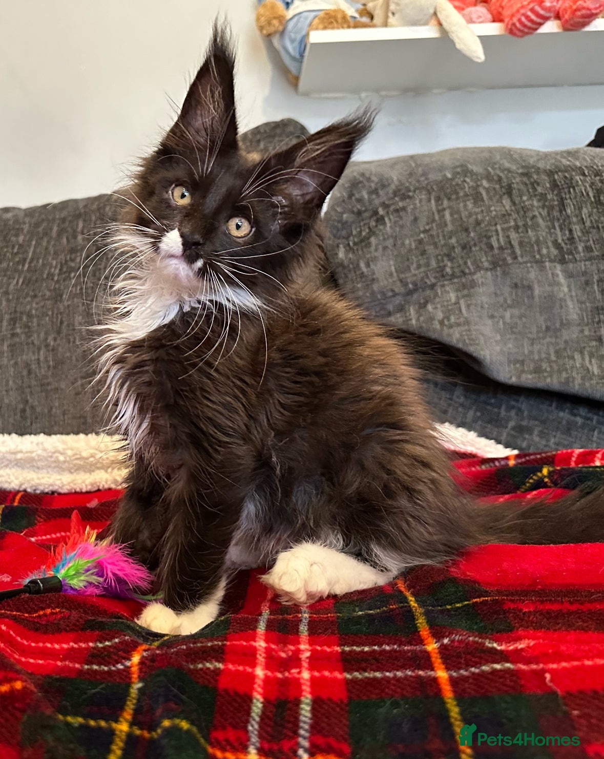 Maine Coon cats Pedigree, Registered Maine Coon Kittens  - Advert 14