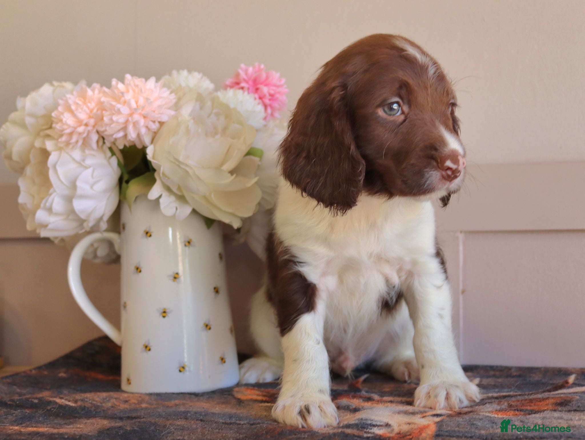 English Springer Spaniel dogs Beautiful English Springer spaniel pups - Advert 3
