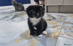 Scottish Fold cats for sale: 2 Scottish Fold Kittens. ( Girls ) - Image 1