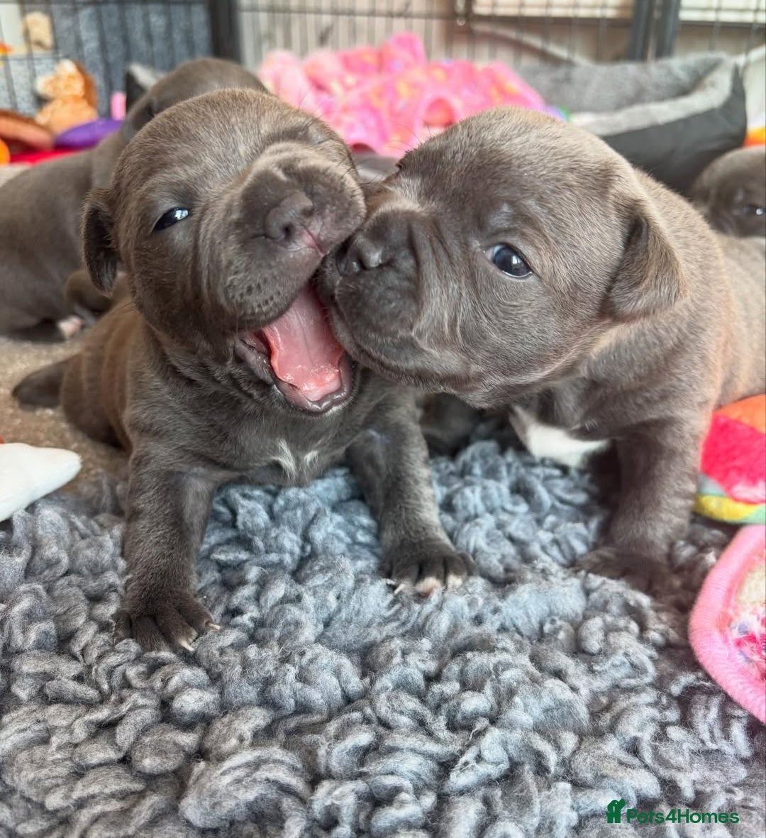 Staffordshire Bull Terrier dogs for sale: Staffordshire bull terrier puppies  - Advert 7