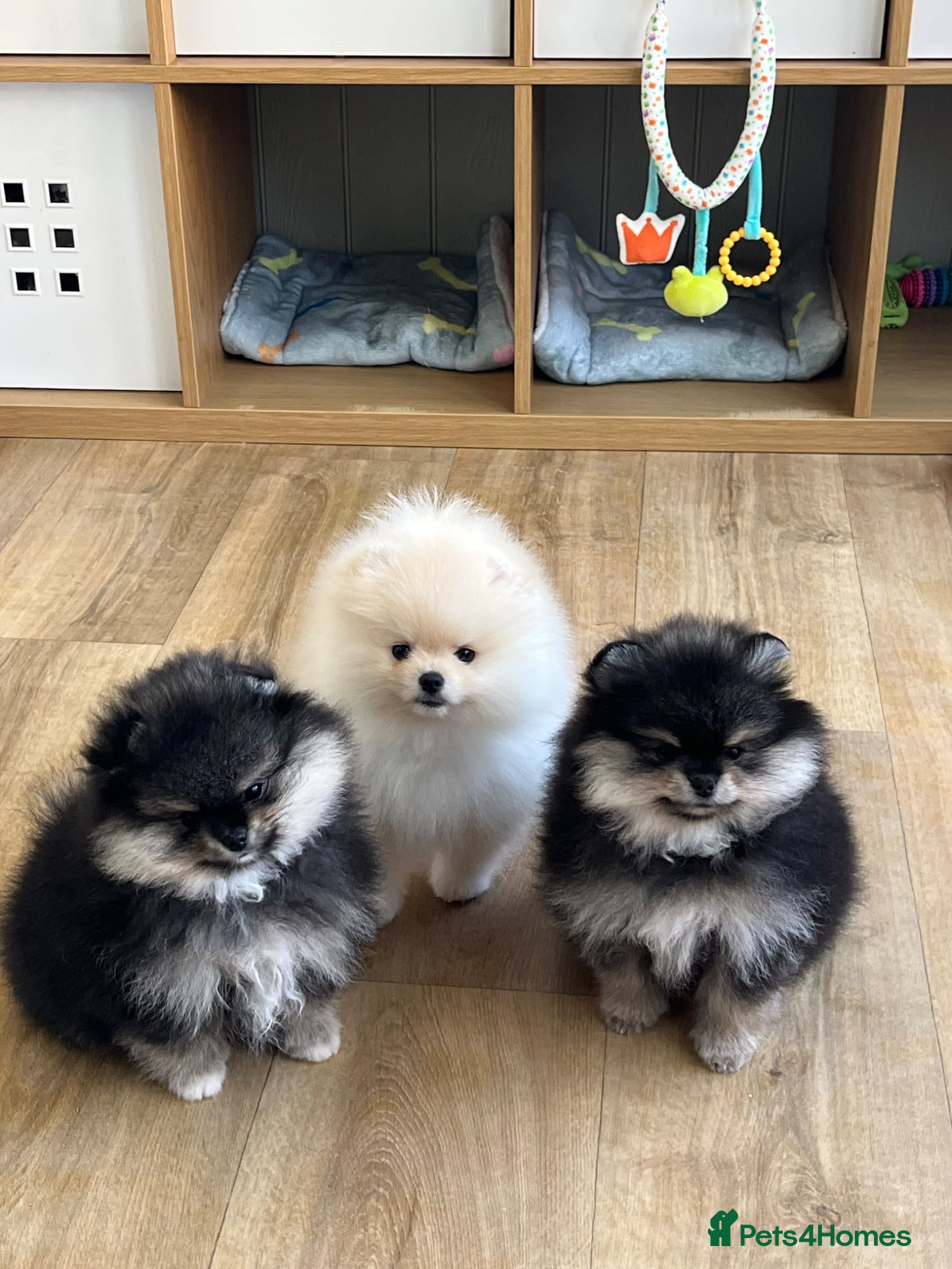 Pomeranian dogs Two Pom boys are looking for a loving families  - Advert 6