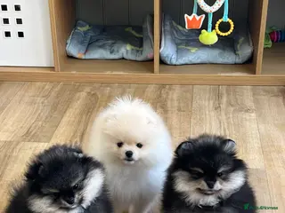 Pomeranian dogs Two Pom boys are looking for a loving families - Advert 6
