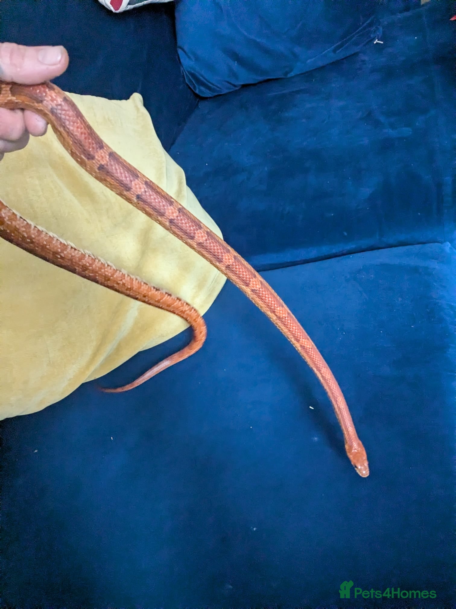 Corn Snake reptiles for sale: Calefornian Caramel Corn Snake - Advert 8