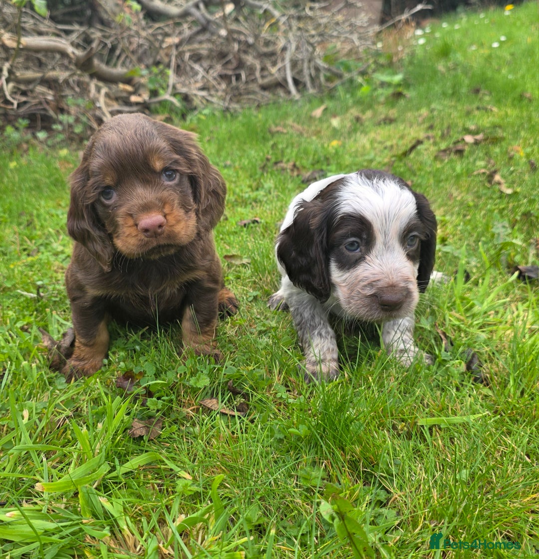 Cocker Spaniel dogs for sale: WORKING COCKER SPANIELS ..DNA CLEAR - Image 27