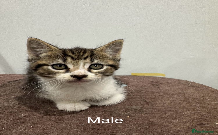 Domestic Shorthair cats - Advert 12