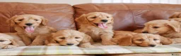 Mini Goldendoodle dogs for sale: Stunning Health Tested Miniature Goldendoodles - Advert 10