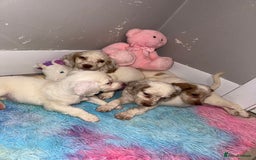 Cocker Spaniel dogs for sale: Cocker spaniel puppies  - Image 9