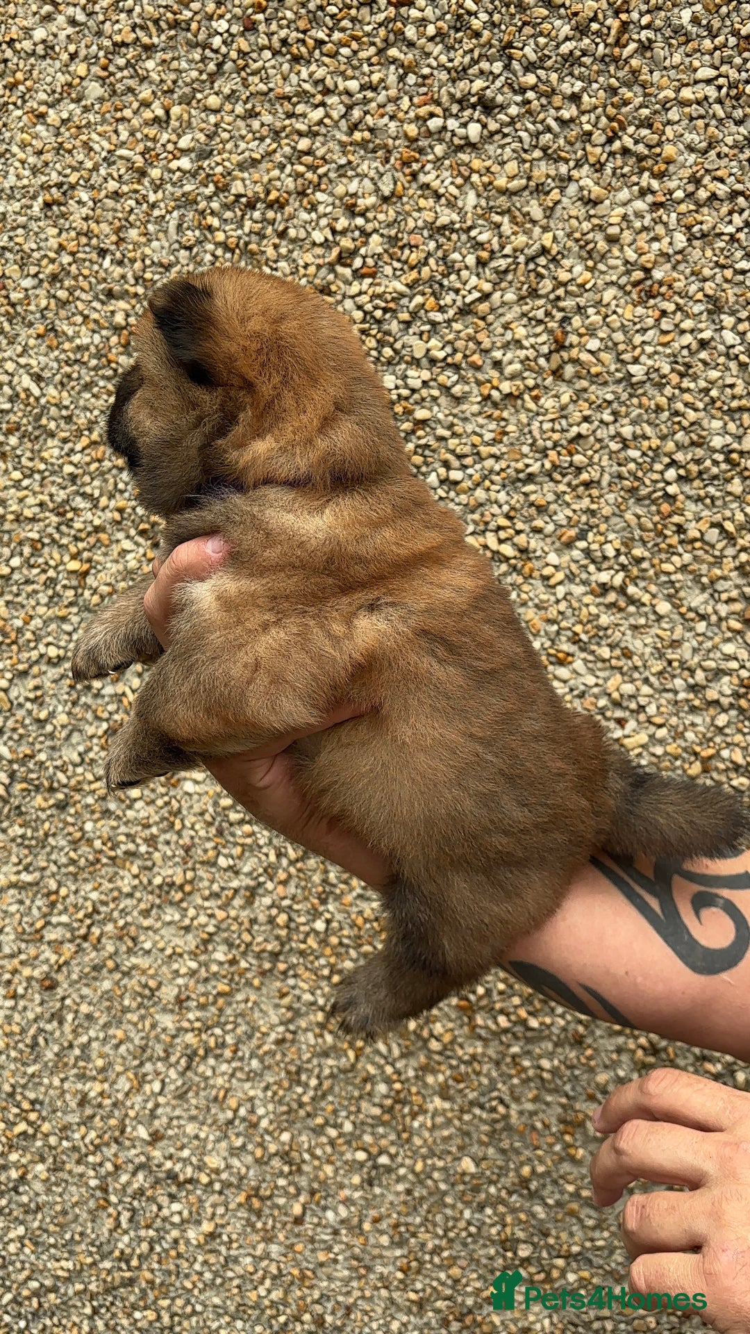 Chow Chow dogs for sale: 🐾Adorable Pedigree Chow Chow Puppies paw - Image 19
