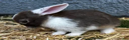 Mixed Breed rabbits for sale: Adorable baby rabbits for sale. Ready now - Advert 23