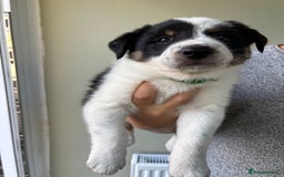 Border Collie dogs for sale: Unique Tri colour and piebald Border Collies  - Image 9
