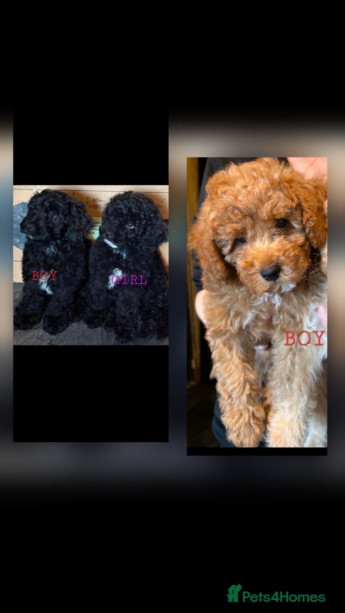 Mixed Breed dogs READY TO LEAVE!! ONLY 3 LEFT AVAILABLE!! - Advert 12