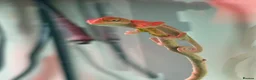 Chameleon reptiles for sale: Yemen Chameleon Babies ✅ 🦎 in Dunmow - Advert 6