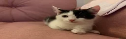 Mixed Breed cats for sale: Kitten for Sale in Plymouth - Advert 2