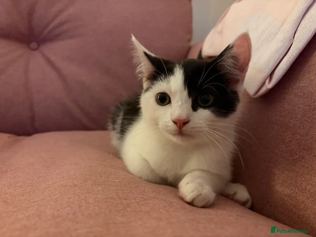 Mixed Breed cats for sale: Kitten for Sale in Plymouth - Advert 2