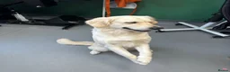 Golden Retriever dogs for sale: KC Registered Golden retriever puppies - Advert 1