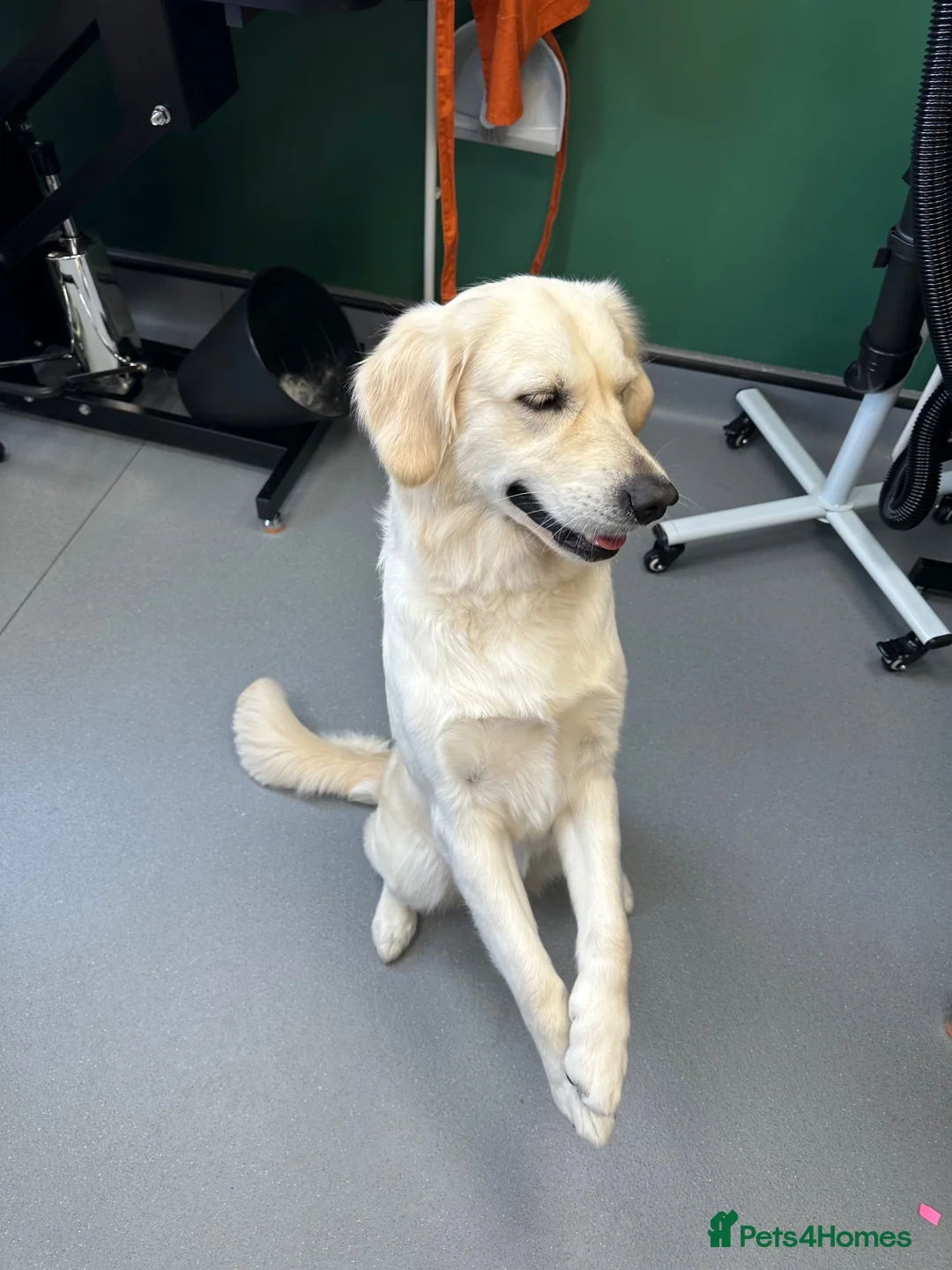 Golden Retriever dogs for sale: KC Registered Golden retriever puppies - Advert 1