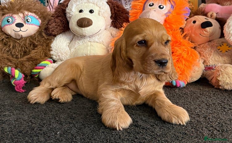 Cocker Spaniel dogs - Advert 3