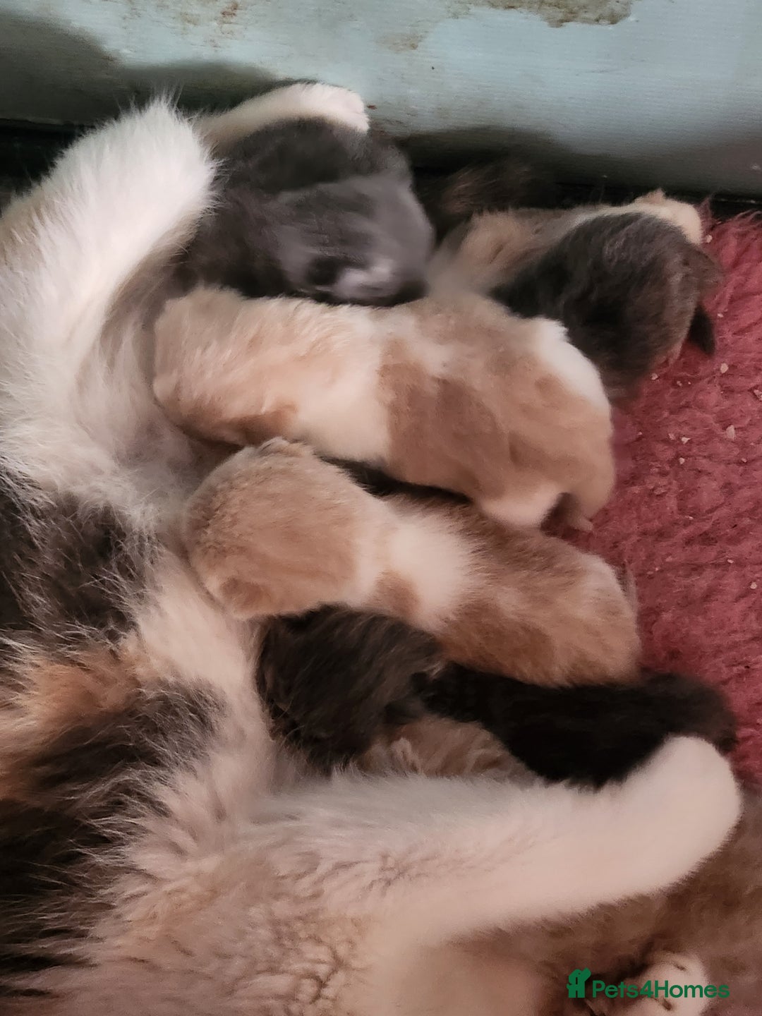 Exotic cats for sale: OUTSTANDING  QUALITY EXOTIC  KITTENS - Image 11