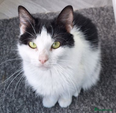 Mixed Breed cats KAYE. - Advert 1