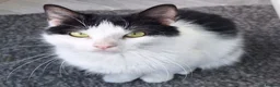 Mixed Breed cats for adoption: KAYE. - Advert 1