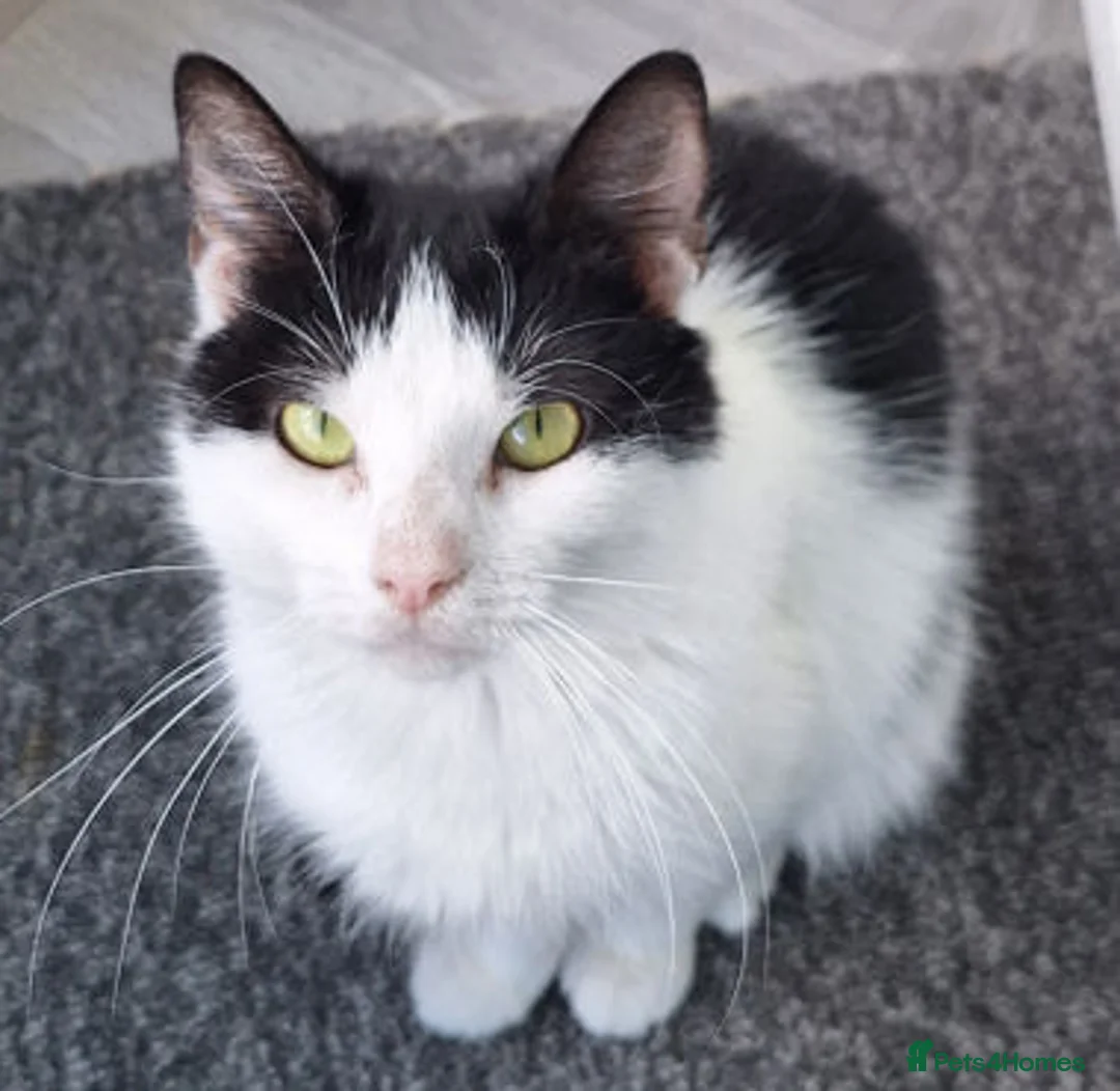 Mixed Breed cats for adoption: KAYE. - Advert 1