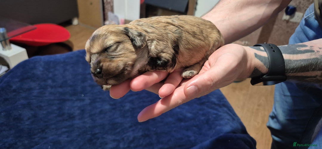 Mixed Breed dogs for sale: Gorgeous cavapoochon puppies - Advert 14