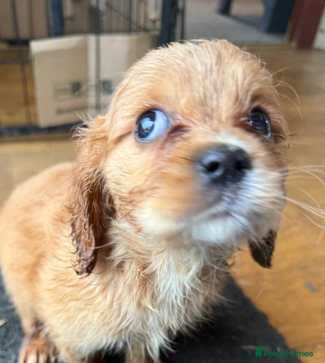 Mixed Breed dogs for sale: Lovely Cavapoos READY NOW apricot and black/white  - Advert 2